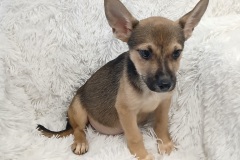 Sully, Chi/terrier/Gs/Husky, 3.5 months, Male (not altered), 12#, blk/tan