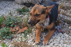 Swayzee,  Min pin/Terrier X,  1 year, Female, ( getting  spayed 12/19/24), 17#