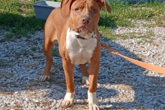 Titus, 8.5 Mths, Bully/Dobbie, Neutered Male, Red/white/ #27