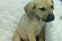 Tod, 3 mths, great Pyr X, male (not altered) cream, #13