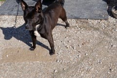 TWILIGHT, Lab /Bully Type X, 1 year/10 months, Female (spayed) 40# Blk/white