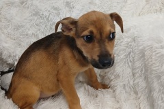 Wally, Chi/terrier/Gs/Husky, 2.5 months, Male (not altered), 12#, red/blk/