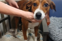 Willow, 2 yrs, Beagle/Hound X, Spayed Female Brown/White #27