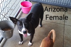 ARIZONA, Bully Type X, 2 years, Female (spayed), 50#