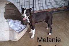 MELANIE, Bully Type X, 1 year, Female (spayed), 46.5#