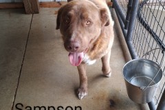 SAMSON, Lab Retriever, 5 years, Male (neutered), 83.7#