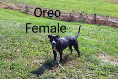 OREO, Lab/Terrier X, 4.5 years, Female (spayed), 63.7#