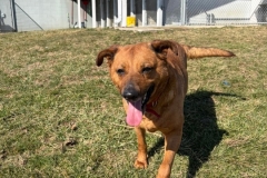 ATHENA-Lab-Mix-4to 5yrs-Female- Spayed-64.5#