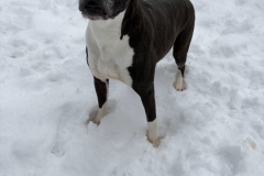 BAILEY-Bully-Type-8.5-year-Female-spayed-45