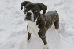 BAILEY-Bully-Type-8yrs-Female-Spayed-45