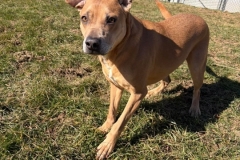 BUDDY-THE-ELF-Lab-Retriever-Terrier-X-3.7-yrs-Male-Neutered-65