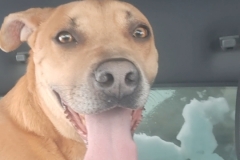 BUDDY-THE-ELF, Lab/Retriever/Terrier X, 3.2-years, Male (neutered), 65#