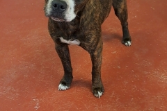 CHEVY-Bully-Type-2yrs-Male-Neutered-Brindle-55