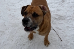 CUJO-Bully-Type-8yrs-Male-neutered-70