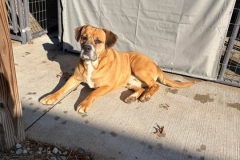 CUJO, Bully Type, 8 years, Male (neutered), 70#, tan/white