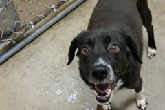 FAE-Collie-8yrs-Female-Spayed-BlackWhite-27