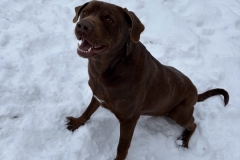 FRANKIE-Labrador-Mix-2.5-years-Male-neutered-104#