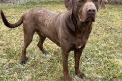 FRANKIE, Lab X, 3 years, Male (neutered), 104#