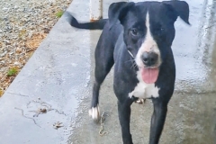 FeFe-Labrador-Mix-Female-Spayed-1yr-54#-Black and White