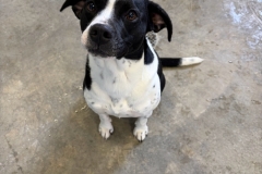 GUS-Bully-Type-X-1.9-year-Male-neutered-40