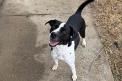 GUS-Terrier-Mix-1.9yrs-35.8