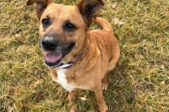 HEIDI, Lab mix, 4-5 years, Female (spayed), 60#, Reddish Tan