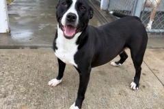 IZZY-Bully-Type-4yrs-Female-Spayed-44