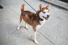 KODIAK-Husky-1.5/2yrs-Male-Neutered-55#
