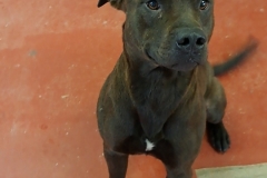 LEVI-Bully-Type-2yrs-Male-Neutered-Chocolate-Brown-58