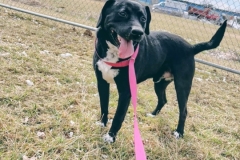 ROLO-Labrador-Retriever-Mix-5yrs-Male-Neutered-52