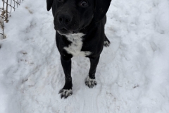 ROLO-Labrador-Retriever-Mix-5yrs-Male-Neutered-52#