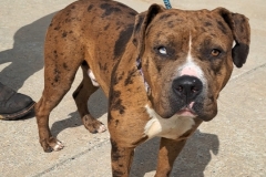 RUGER, Bully Type, 2 years, Male, Neutered, 72#, brown merle/white
