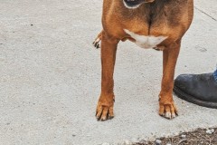 SADIE, Rhodesian Ridgeback, 7 years, Female (spayed), 93#, reddish brown/wht