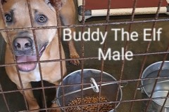 BUDDY THE ELF, Lab Retriever/Terrier X, 1.6 years, Male (neutered), 47#