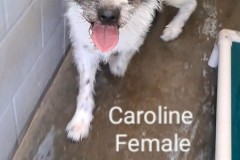 CAROLINE, English Sheepdog, 5 years, Female (spayed), 49#