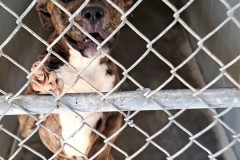 EBONY, Boxer, 2 years, Female (spayed), 54.3#