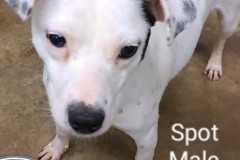 SPOT, JRT, Bully X, 1 year, Female (spayed), 36.5#