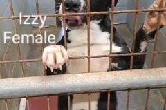 IZZY,  Bully Type, 3 years, Female (spayed), 44#