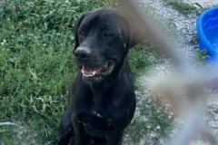 ARLO, Black Lab / Boxer X, 2 years, Male (neutered), 60.6#