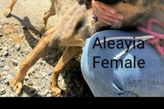 AALIEYA, German Shepherd, 2 years, Female (spayed), 38#