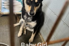 BABY GIRL, Australian / German Shepard X, 4 years, Female (spayed), 48.5# 