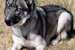 DELTA, Husky / Shepard X, 3 years, Male (neutered), 65#