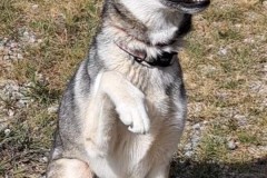 ECHO, Husky / Shepard X, 3 years, Female (spayed), 43.4#