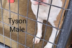 TYSON