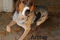 ARCHIE, Beagle Mix, 1.6 years, Male (neutered), 43#