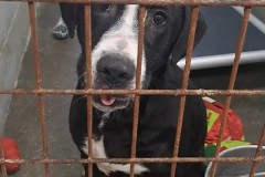 TANK,  Great Dane / German Shepherd Mix, 6 months, Male (neutered),36.8#