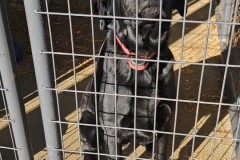 PO, Black Labrador X, 4 years, Male (neutered), 75.9#