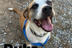 DUKE, German Shepherd Mix, 8 Years, Male (neutered) 65#