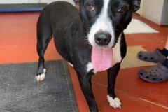 IZZY, Bully Type, 4.9 years, Female (spayed), 44#