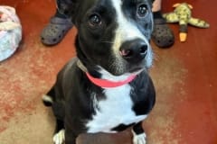 THEO, Terrier Mix, 2 years, Male (neutered), 40#